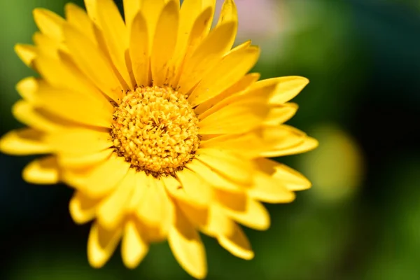 Close View Sunny Yellow Flowers Summer Concept — 스톡 사진