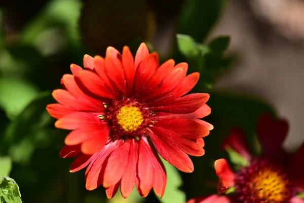 Hermosas Flores Color Rojo Creciendo Jardín —  Fotos de Stock