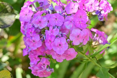 Güzel pembe çiçek manzarası, yaz konsepti.