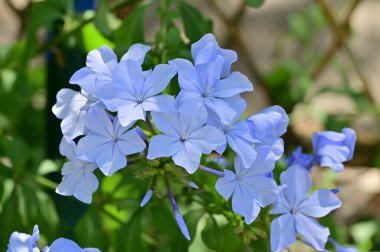 Yumuşak mavi çiçeklerin yakın görüntüsü, yaz konsepti