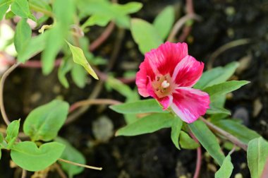 Güzel pembe çiçek manzarası, yaz konsepti.