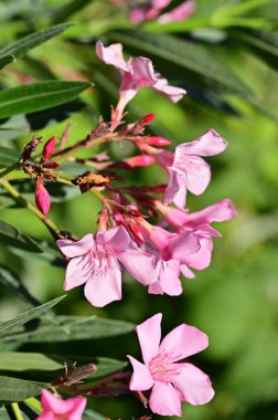 Güzel pembe çiçek manzarası, yaz konsepti.