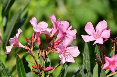 Güzel pembe çiçek manzarası, yaz konsepti.