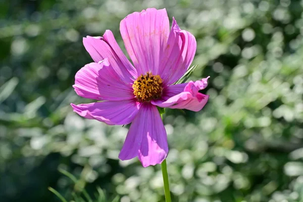 Close View Beautiful Pink Flowers Summer Concept —  Fotos de Stock