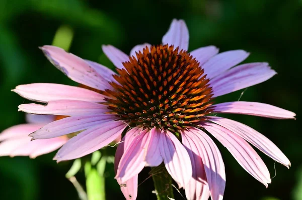 Крупним Планом Вид Красиві Рожеві Квіти Літня Концепція — стокове фото