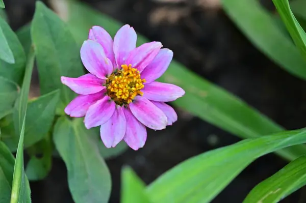 Güzel Pembe Çiçek Manzarası Yaz Konsepti — Stok fotoğraf