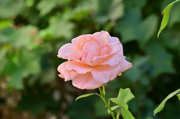 Bela Rosa Rosa Flor Jardim — Fotografia de Stock