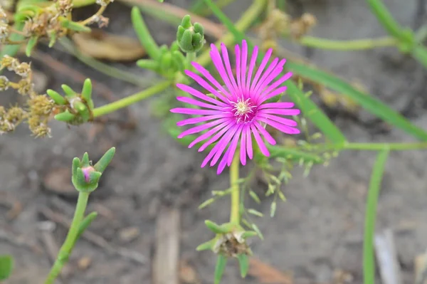 Close View Beautiful Pink Flowers Summer Concept — Stock Fotó