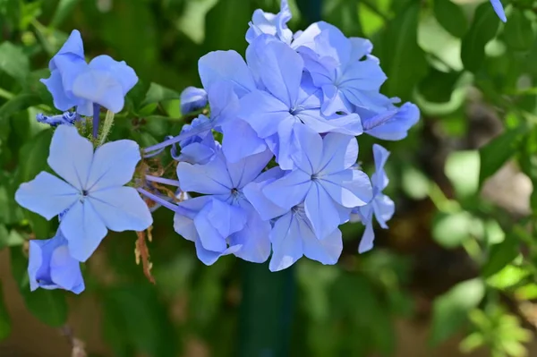 Nahaufnahme Zarter Blauer Blumen Sommerkonzept — Stockfoto