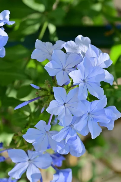 Крупный План Нежных Голубых Цветов Летняя Концепция — стоковое фото