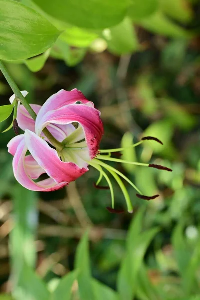 Close View Beautiful Pink Flowers Summer Concept — Fotografia de Stock