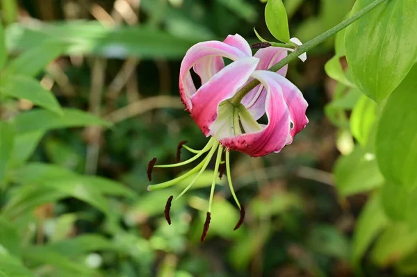 Vue Rapprochée Belles Fleurs Roses Concept Été — Photo