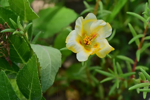 Close View Sunny Yellow Flowers Summer Concept — Photo