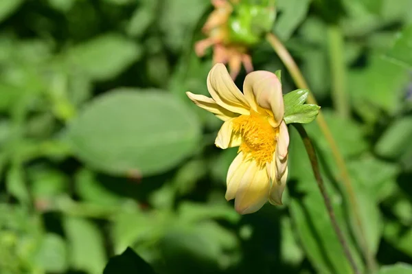 Güneşli Sarı Çiçeklerin Manzarası Yaz Konsepti — Stok fotoğraf