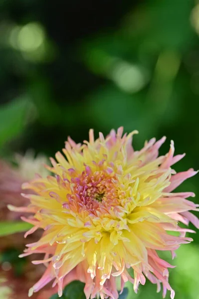 Beautiful Pink Yellow Colored Flowers Garden — Zdjęcie stockowe