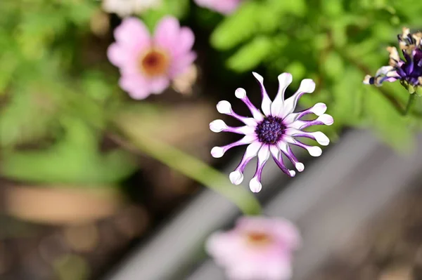 Close Beautiful Purple Flowers Summer Concept — ストック写真