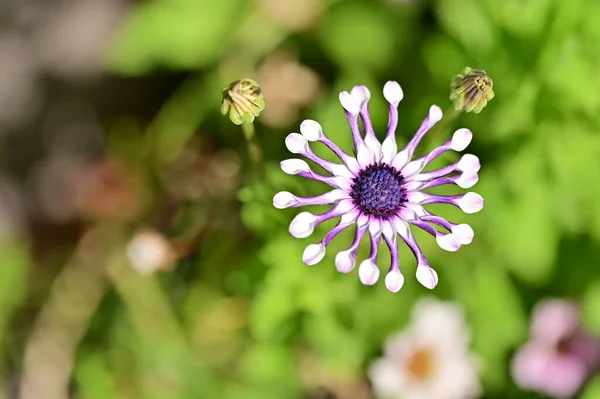 Close Beautiful Purple Flowers Summer Concept — Fotografia de Stock