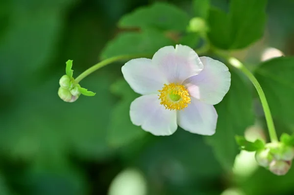 Close Beautiful White Delicate Flowers Summer Concept — Photo