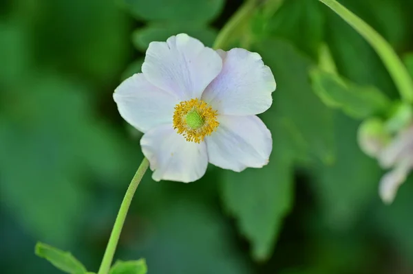 Close Beautiful White Delicate Flowers Summer Concept — Stock Photo, Image