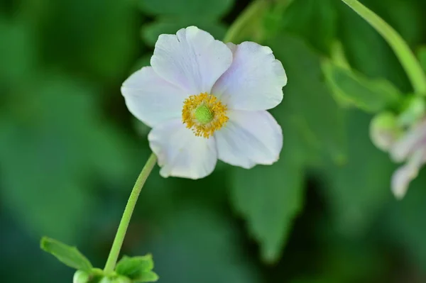 Close Beautiful White Delicate Flowers Summer Concept — Foto de Stock