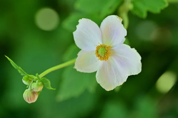 Nahaufnahme Schöner Weißer Zarter Blüten Sommerkonzept — Stockfoto