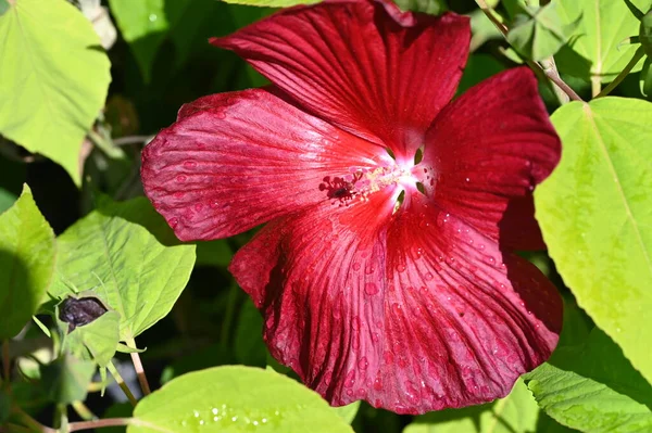 Belas Flores Vermelhas Coloridas Crescendo Jardim — Fotografia de Stock