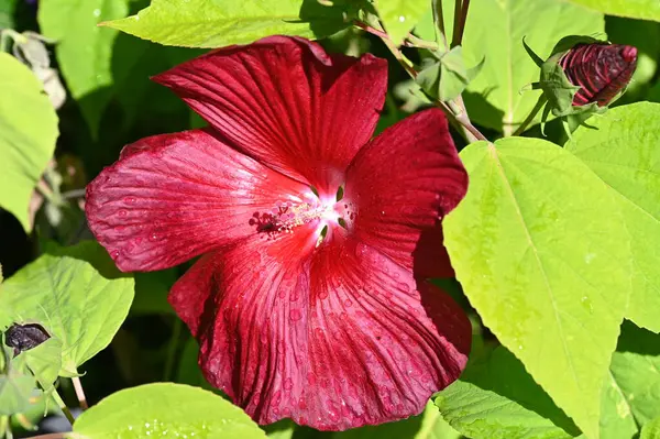 Beautiful Red Colored Flowers Growing Garden — Fotografia de Stock