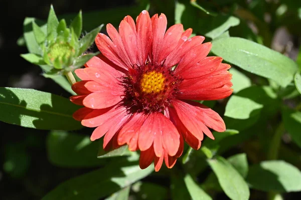 Bellissimi Fiori Colore Rosso Che Crescono Giardino — Foto Stock