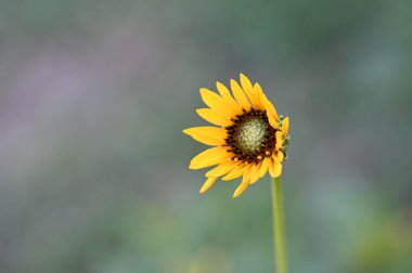 Güneşli sarı çiçeklerin manzarası, yaz konsepti