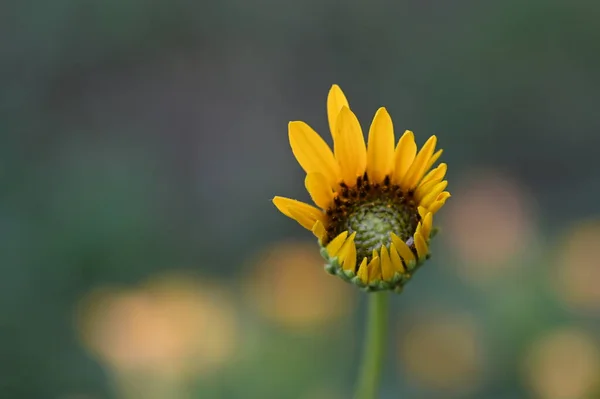 Vista Vicino Fiori Gialli Soleggiati Concetto Estivo — Foto Stock