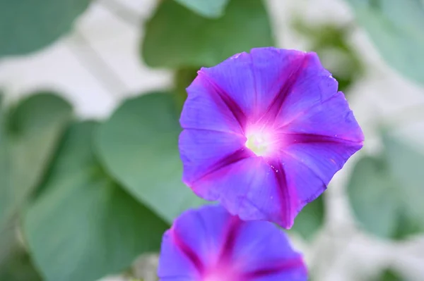 Крупный План Красивых Фиолетовых Цветов Летняя Концепция — стоковое фото
