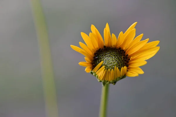 Крупный План Солнечных Желтых Цветов Летняя Концепция — стоковое фото