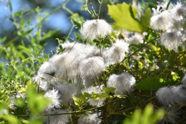 Güzel beyaz çiçeklere yakın yaz konsepti