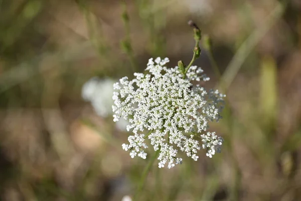 Menutup Indah Bunga Halus Putih Konsep Musim Panas — Stok Foto