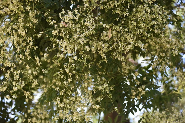 Close Belas Flores Brancas Delicadas Conceito Verão — Fotografia de Stock