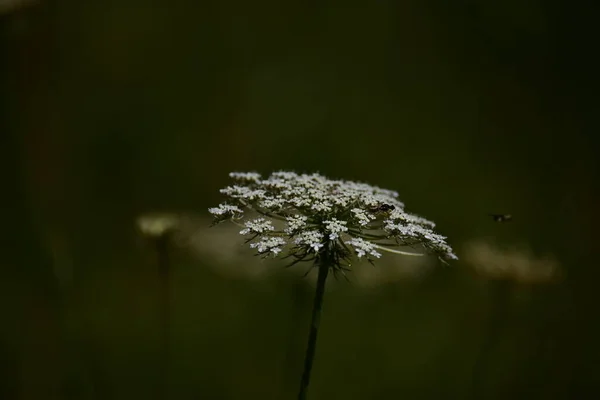 Close Beautiful White Delicate Flowers Summer Concept — ストック写真