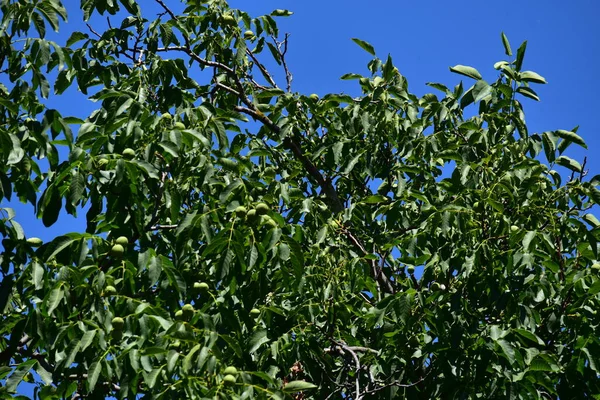 Green Pears Leaves Tree Garden — Zdjęcie stockowe