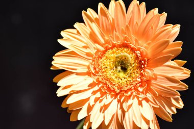 close-up of orange flower on dark background