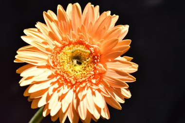 Koyu arkaplanda turuncu çiçeğin yakın çekimi