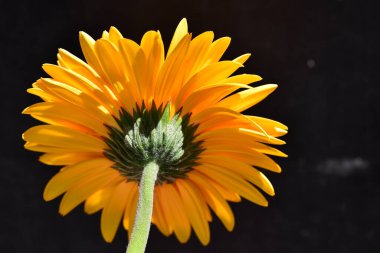 Koyu arkaplanda turuncu çiçeğin yakın çekimi