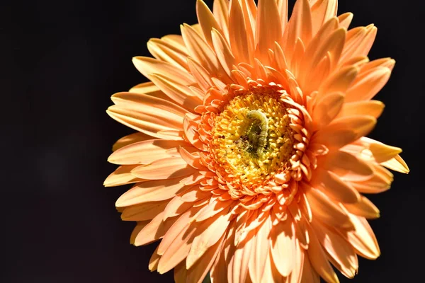 close-up of orange flower on dark background