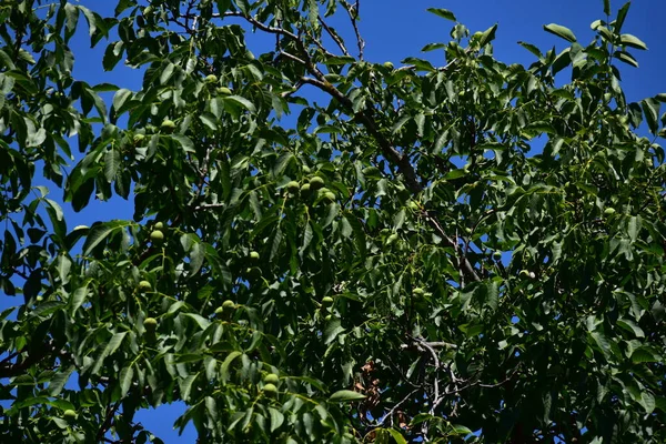 Green Pears Leaves Tree Garden — Zdjęcie stockowe