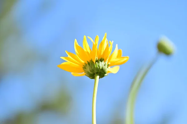 Close View Sunny Yellow Flowers Summer Concept — ストック写真