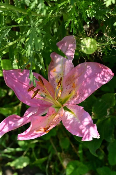 Vista Cerca Hermosas Flores Color Rosa Concepto Verano —  Fotos de Stock