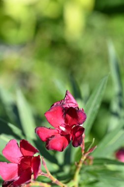 beautiful red colored flowers growing in the garden