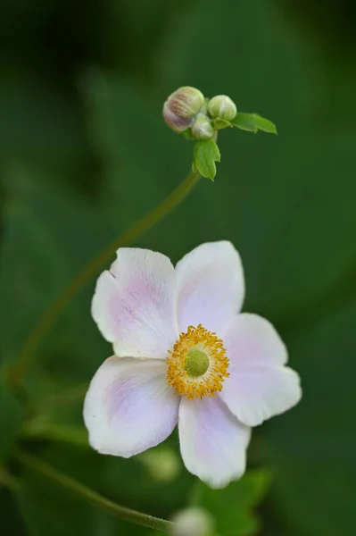 Close Beautiful White Delicate Flowers Summer Concept — Φωτογραφία Αρχείου