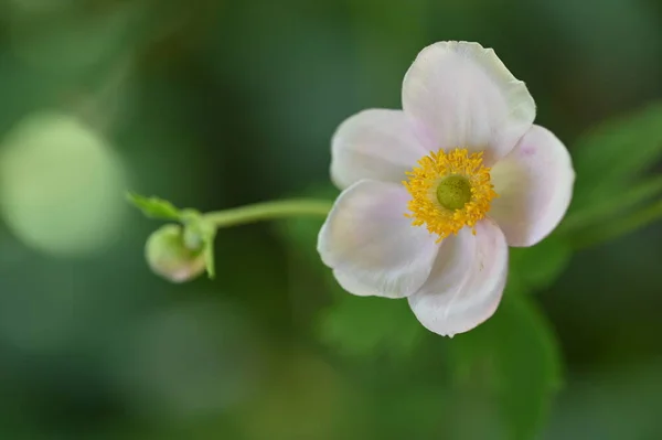 Close Beautiful White Delicate Flowers Summer Concept — Photo