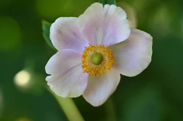 Близко Красивым Белым Нежным Цветкам Летняя Концепция — стоковое фото