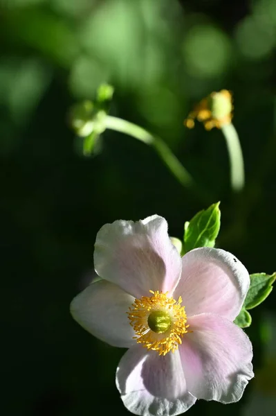 Primo Piano Bei Fiori Bianchi Delicati Concetto Estivo — Foto Stock