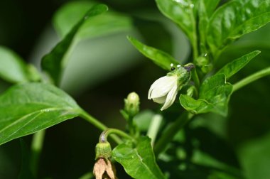 Güzel beyaz çiçeklere yakın yaz konsepti